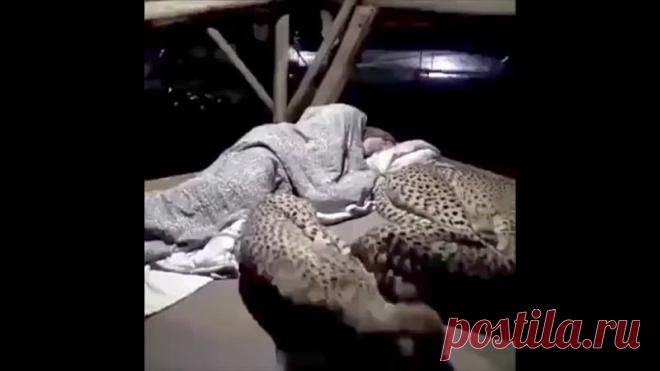 Когда твои котики больше тебя