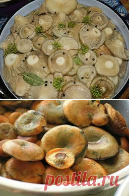 Соление грибов на зиму (рыжики и грузди)