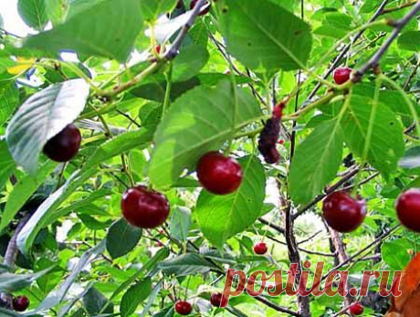 Чем помочь при гепатите? | Красота и здоровье