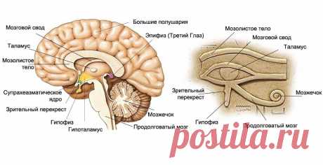 Развитие эпифиза: как открыть свой «Третий глаз»