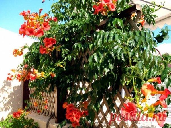 Кампсис — растение, которое не боится ни засухи, ни морозов — 6 соток