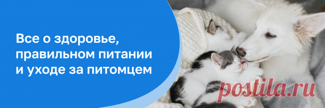 И кошкам, и собакам: рассказываем о полисе от Petstory | Petstory | ПромоСтраницы