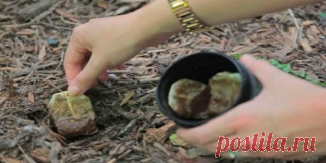 Она посадила чайные пакетики в саду, и случилось нечто удивительное! — Копилочка полезных советов