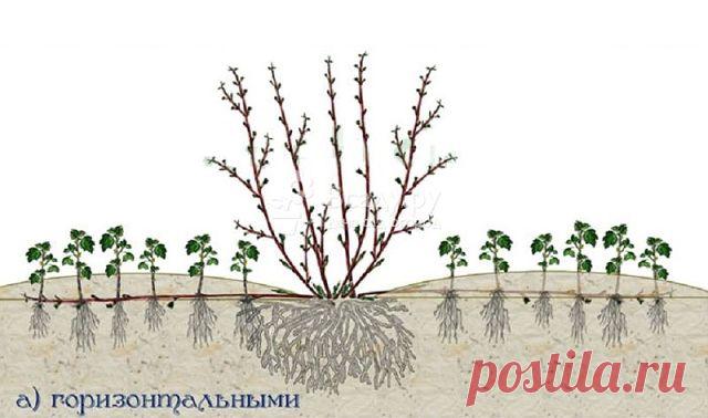 Одноклассники