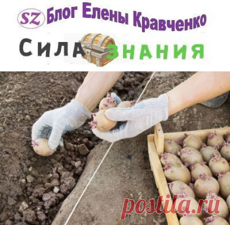 Обработка картофеля перед посадкой: чем обработать картошку от болезней и вредителей