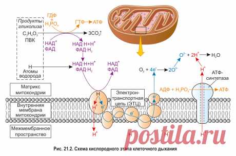 Клеточное дыхание картинка