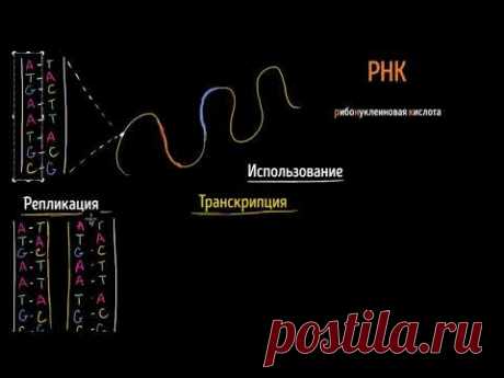 Репликация ДНК, транскрипция и трансляция РНК (видео 7)| ДНК. Молекулярная генетика | Биология