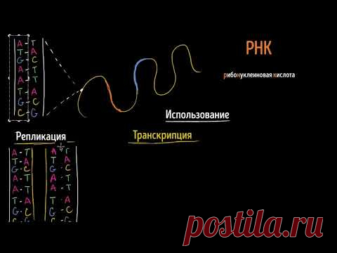 Репликация ДНК, транскрипция и трансляция РНК (видео 7)| ДНК. Молекулярная генетика | Биология