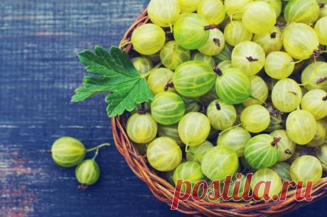 Уникальная ягода. Чем полезен крыжовник и что можно из него приготовить? Некоторые дачники ленятся собирать крыжовник, считая его малоценной ягодой. И зря! Эти целебные плоды надо употреблять круглый год. Зачем? А вы почитайте. Рассказывает фитотерапевт Дмитрий Коваль.