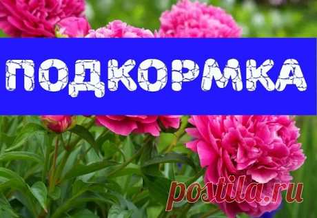 4 этапа внесения удобрений для пионов 

1 этап - как только появятся молодые ростки, залейте в ямку у корней раствор аммиачной селитры (15 г. на 10 л. воды). 

2 и 3 этап - на стадии появления бутонов и на стадии их цветения внесите 7-8 г. аммиачной селитры, 5-6 г. калийной соли и 10-12 г. суперфосфата. 

4 этап - когда цветение уже закончится, внесите 5-6 г. калийной соли и 10-12 г. суперфосфата.