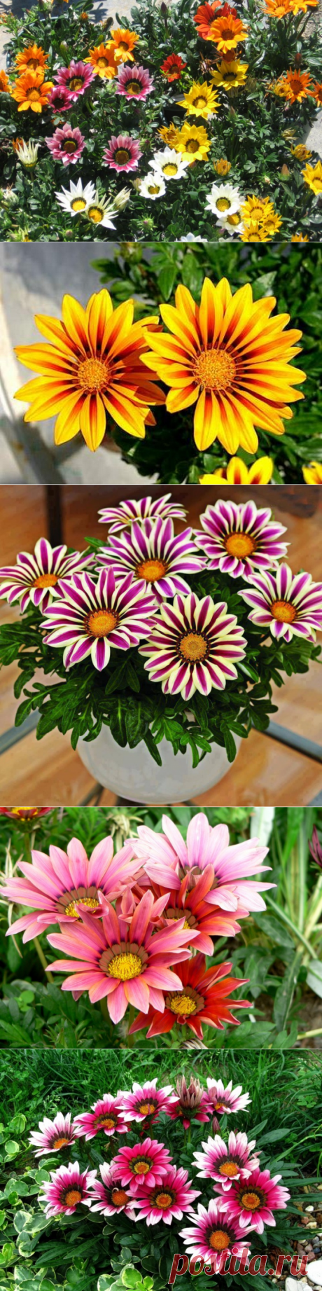 Африканская ромашка газания — 6 соток