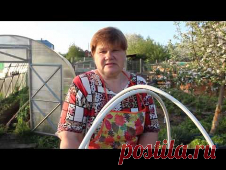 Посадка огурцов в бочку. Тонкости ухода. - YouTube
