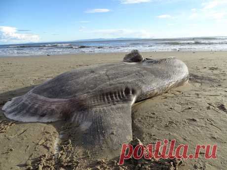 Live Science on Twitter “Sunfish Bigger Than a Hot Tub Got Lost and Washed Up in the Wrong Hemisphere https://t.co/Z6Dpd18B9b”