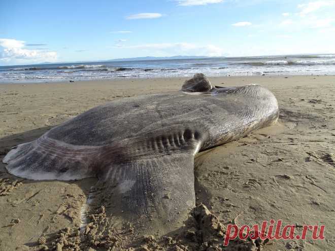 Live Science on Twitter “Sunfish Bigger Than a Hot Tub Got Lost and Washed Up in the Wrong Hemisphere https://t.co/Z6Dpd18B9b”