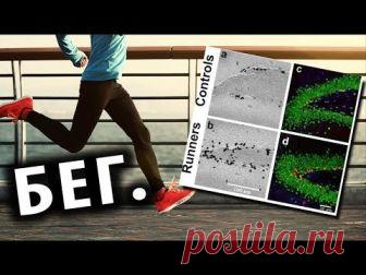 Ноотропные эффекты бега  Всем привет! Знаете ли вы, что такое физическое упражнение как бег, является ноотропом, в переносном смысле? Улучшает интеллект и снижает д...