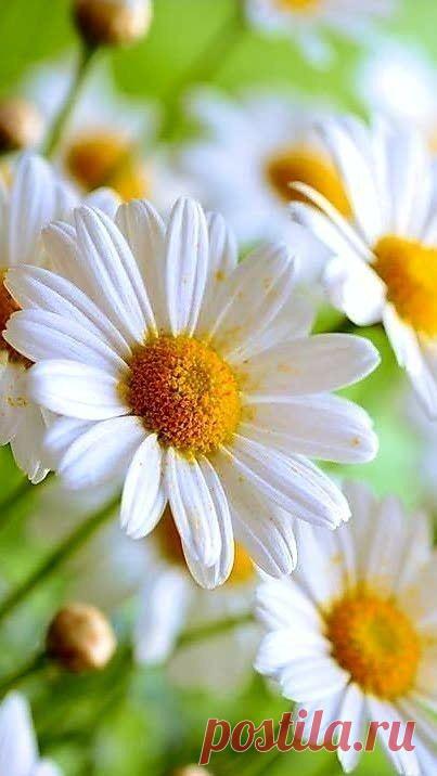 Пин на доске яРОМАШЕЧКИ