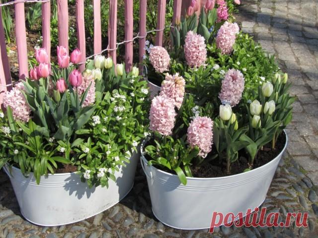 Осенняя закладка весенних луковичных для горшечного сада