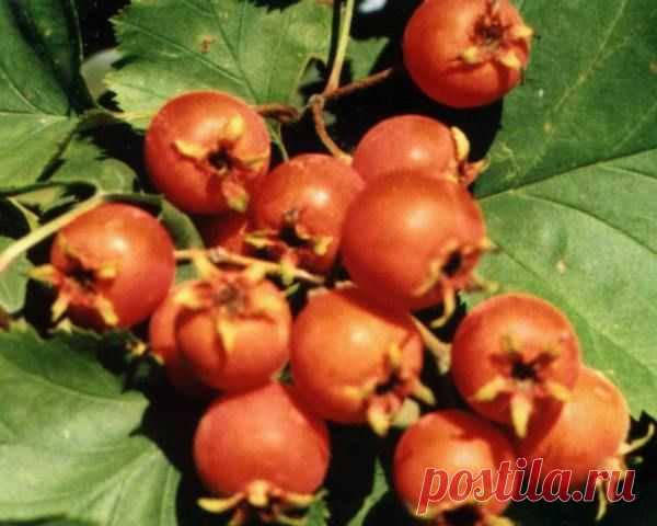 Помогите выбрать самый вкусный сорт боярышника / 7dach.ru