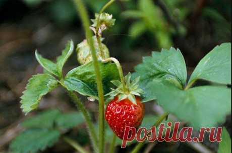 Почему у клубники мелкие ягоды – советы как увеличить урожай — AgroXXI