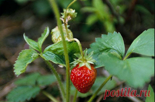 Почему у клубники мелкие ягоды – советы как увеличить урожай — AgroXXI