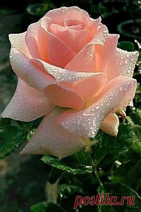 i (472×708)