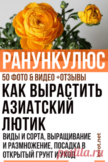 Ранункулюс (Лютик): Описание, Посадка, Уход (Фото) + Отзывы