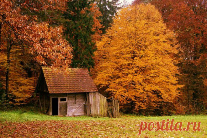 (+1) тема - Самые красивые дома в лесу | Роскошь и уют