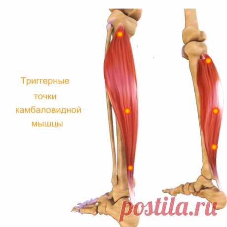 Камбаловидная мышца. Самомассаж