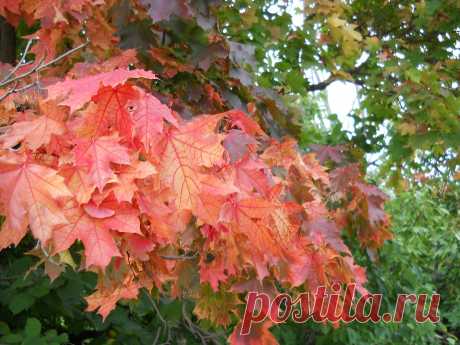 мир - 51 фото. Фотографии Сергей Мартынов.