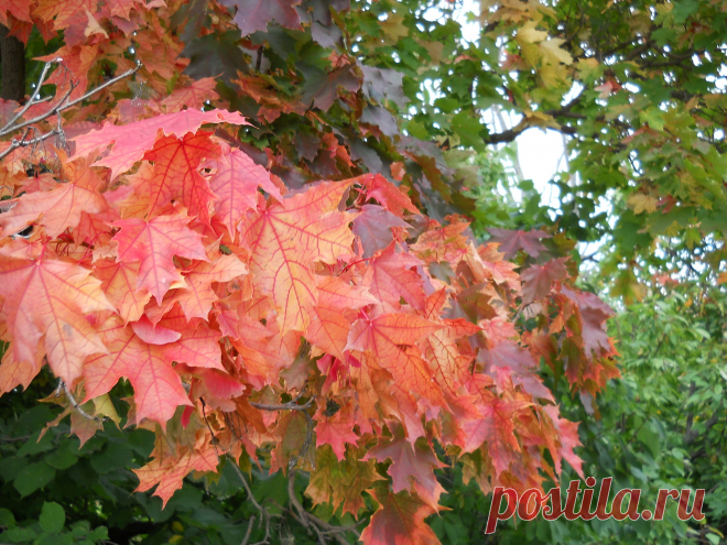 мир - 51 фото. Фотографии Сергей Мартынов.