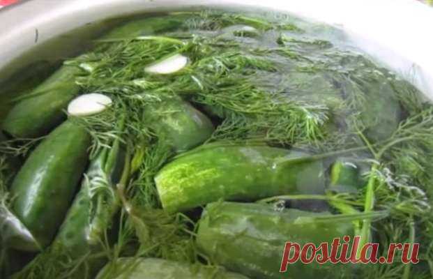 Оригинальный рецепт малосольных огурцов на минеральной воде — Дачный участок