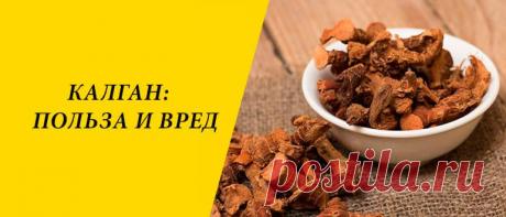 Калган: польза и вред для здоровья организма Калган: история и состав, применение в народной медицине, косметологии и кулинарии, польза и вред для здоровья организма.