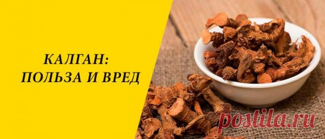 Калган: польза и вред для здоровья организма Калган: история и состав, применение в народной медицине, косметологии и кулинарии, польза и вред для здоровья организма.