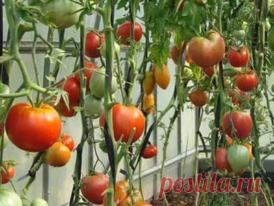 Дачные ВИДЕОсоветы-2: ПОМИДОРЫ (высадка в грунт и уход)