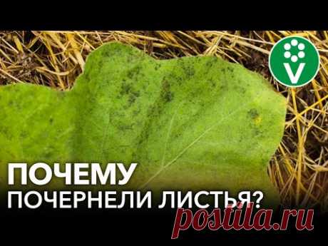 ЧЕРНЕЮТ ЛИСТЬЯ ПОМИДОРОВ И БАКЛАЖАНОВ? Это САЖИСТЫЙ ГРИБОК! Симптомы, причины, лечение болезни
