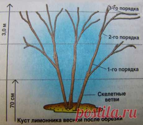 Лимонник китайский - особенности ухода на дачном участке