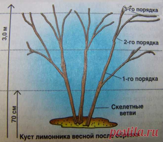 Лимонник китайский - особенности ухода на дачном участке