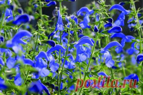 Шалфей на страже памяти и функций мозга