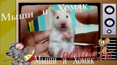 Мыши и Хомяк