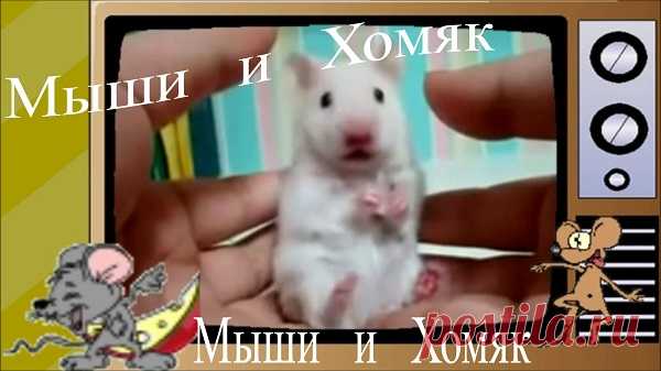 Мыши и Хомяк