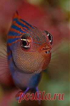 Monika Veron: КРАСОТА ГЛУБОКОЙ ВОДЫ | Постила