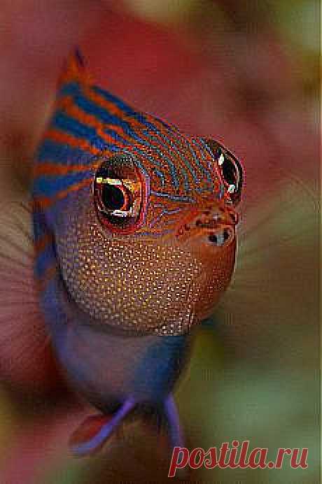 Monika Veron: КРАСОТА ГЛУБОКОЙ ВОДЫ | Постила