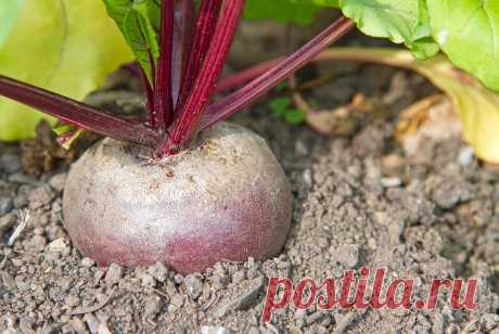 Свекла, ее друзья и последователи на огородной грядке — не забываем про такой важный севооборот
Вырастить свеклу несложно — очень уж она неприхотливый овощ. Зато возвращать ее на прежнее место, как и большинство других культур, можно лишь через 3-4 года, не раньше. А тот участок, на котором она вызрела, следует занять другими растениями. Какими? О них мы сейчас расскажем, благо таких...
Читай дальше на сайте. Жми подробнее ➡