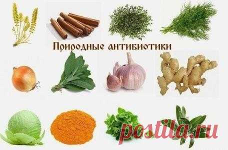 Самые сильные природные антибиотики