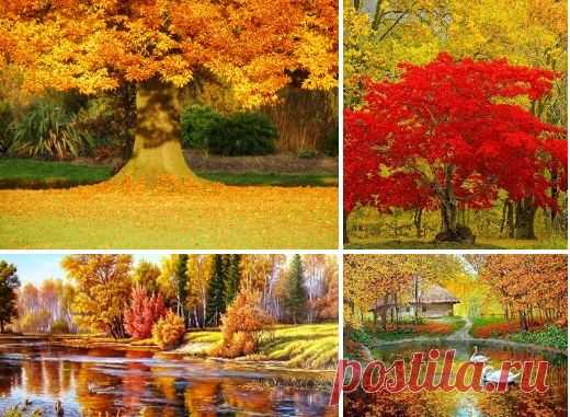 Борис Пастернак

Золотая осень

Осень. Сказочный чертог, 
Всем открытый для обзора. 
Просеки лесных дорог, 
Заглядевшихся в озера.