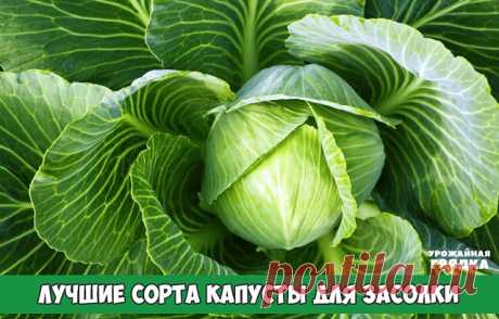 Лучшие сорта капусты для засолки

Хорошие сорта капусты для засолки и хранения обычно имеют поздний или средний период созревания. Но если поздние сорта имеют универсальное предназначение, то среднеспелые обычно используют именно для засолки. Головки должны быть плотными, большими. Ведь, чем плотнее листы, тем больше ферментов вырабатывается.

«Слава» созревает за 3,5 месяца после посадки рассады. Идеально подходит для квашения, так как капуста имеет очень вкусные листы, с...