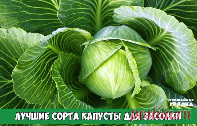 Лучшие сорта капусты для засолки

Хорошие сорта капусты для засолки и хранения обычно имеют поздний или средний период созревания. Но если поздние сорта имеют универсальное предназначение, то среднеспелые обычно используют именно для засолки. Головки должны быть плотными, большими. Ведь, чем плотнее листы, тем больше ферментов вырабатывается.

«Слава» созревает за 3,5 месяца после посадки рассады. Идеально подходит для квашения, так как капуста имеет очень вкусные листы, с...