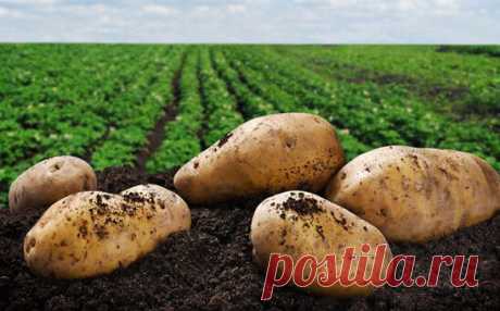 Посадите картофель новым способом ‑ урожайность вырастет в 3 раза | Портал Agropk.by | Яндекс Дзен