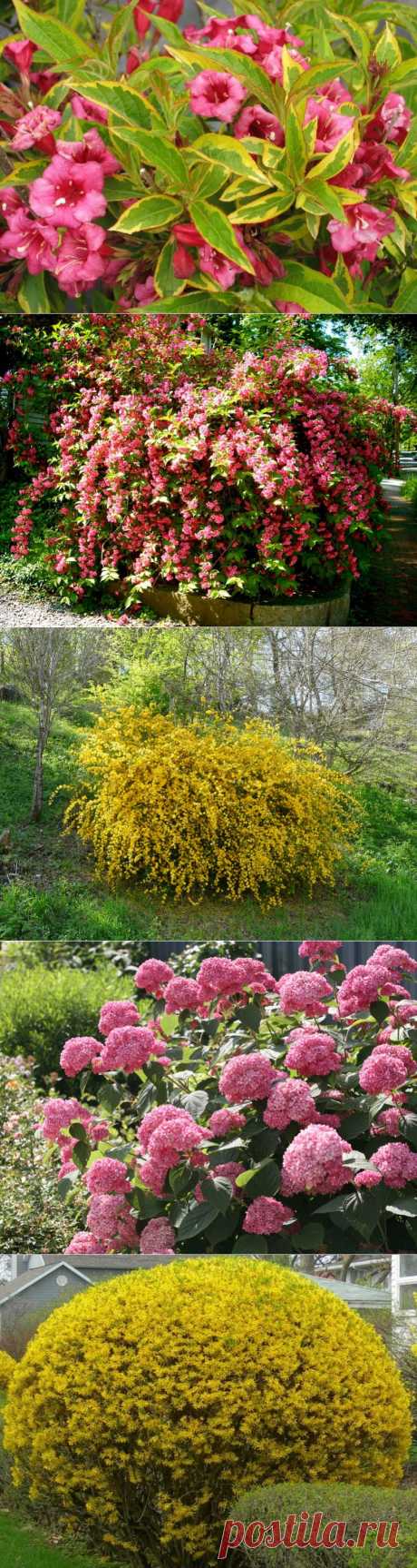 ЦВЕТУЩИЕ КУСТАРНИКИ... | Самоцветик