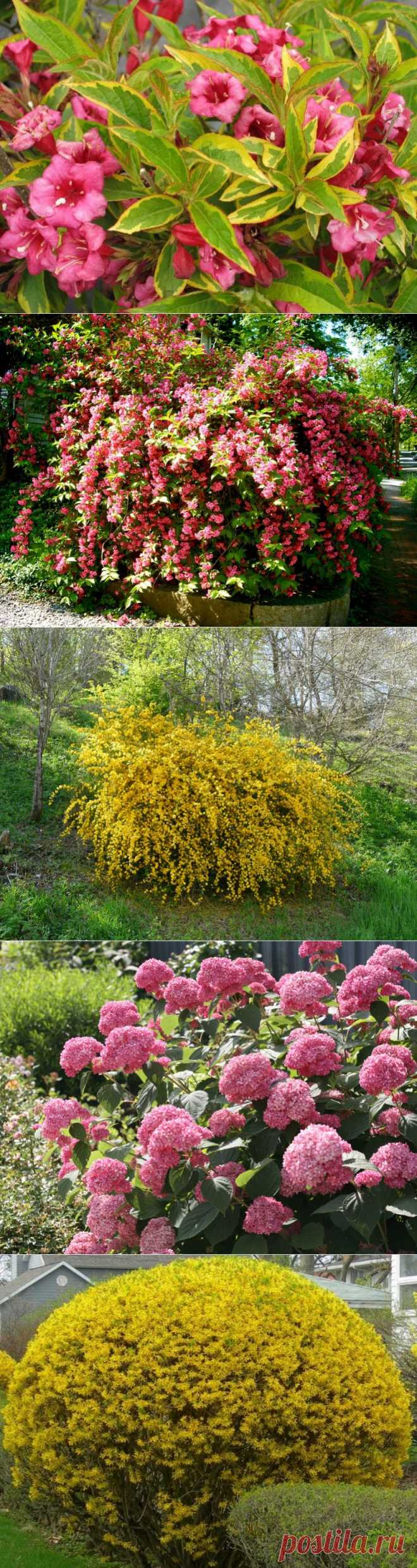 ЦВЕТУЩИЕ КУСТАРНИКИ... | Самоцветик